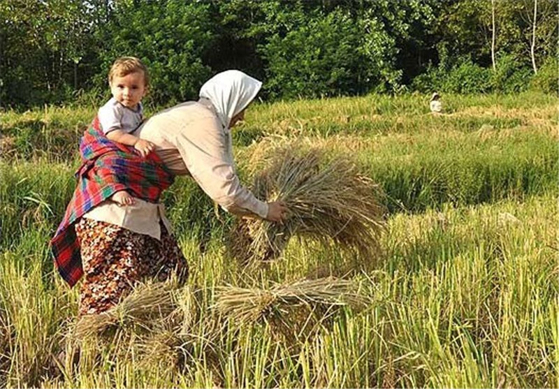 زنان کشاورز، جنوب کرمان. تسنیم
